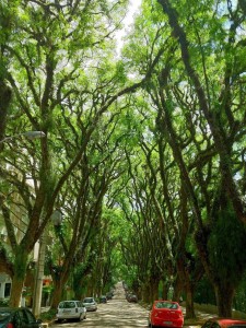 12.Street-in-Porto-Alegre-Brazil-20-Magical-Tree-Tunnels-You-Should-Definitely-Take-A-Walk-Through