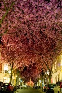 2.-Street-in-Bonn-Germany-20-Magical-Tree-Tunnels-You-Should-Definitely-Take-A-Walk-Through