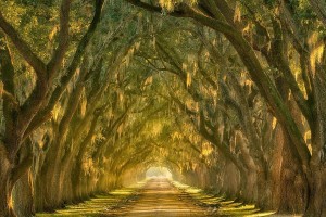 4.-Oak-Alley-along-the-Mississippi-River-outside-New-Orleans-Louisiana-20-Magical-Tree-Tunnels-You-Should-Definitely-Take-A-Walk-Through