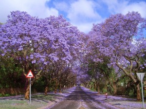 5.-Jacarandas-Walk-in-South-Africa-20-Magical-Tree-Tunnels-You-Should-Definitely-Take-A-Walk-Through