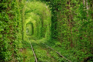 6.-Tunnel-of-Love-in-Ukraine-20-Magical-Tree-Tunnels-You-Should-Definitely-Take-A-Walk-Through